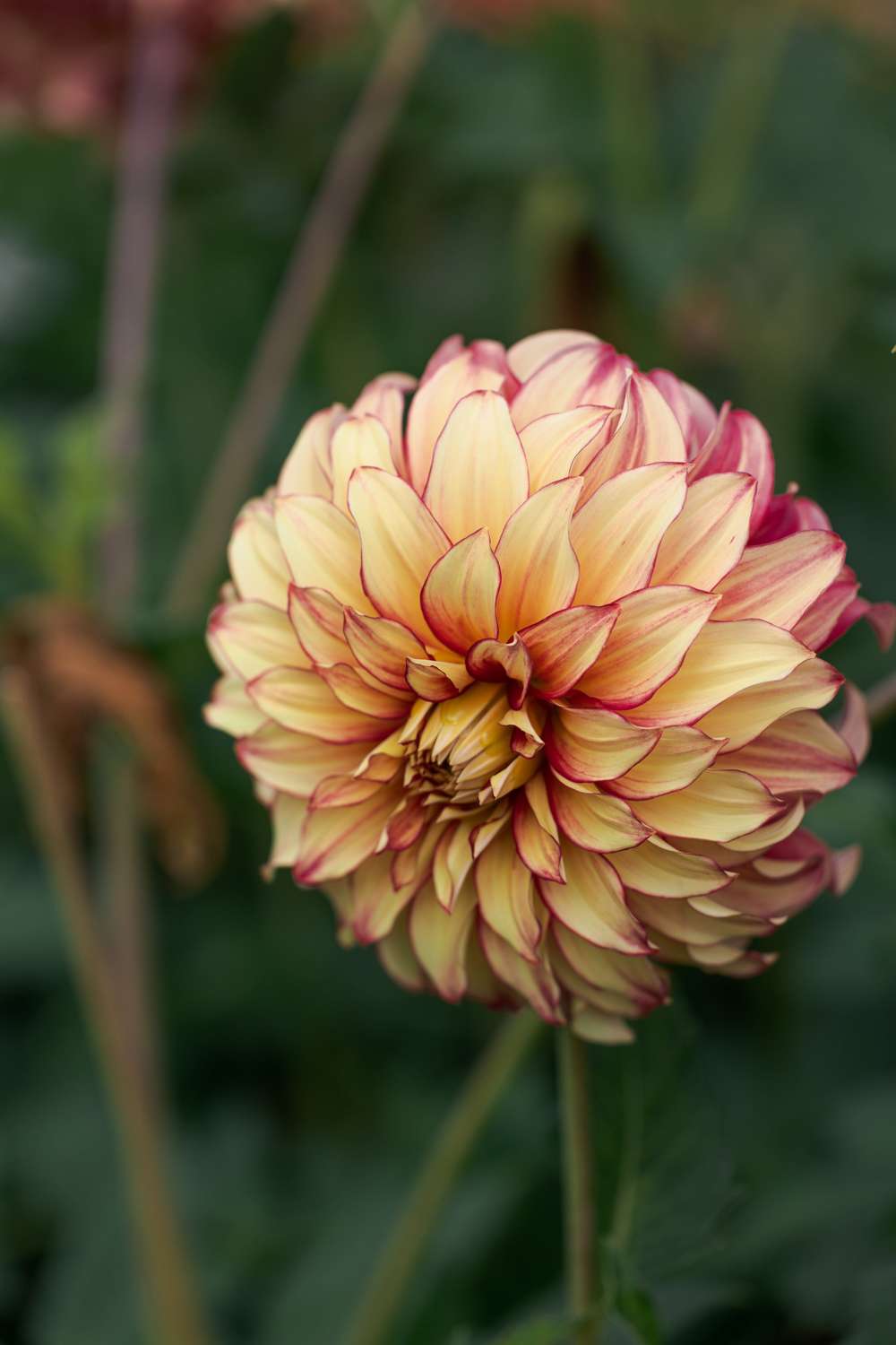 Dahlia Lady Darlene